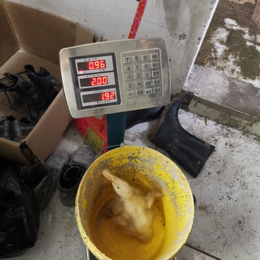 北海樱桃谷肉鸭苗