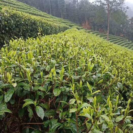 保靖县保靖黄金茶 头批谷雨茶上市了！