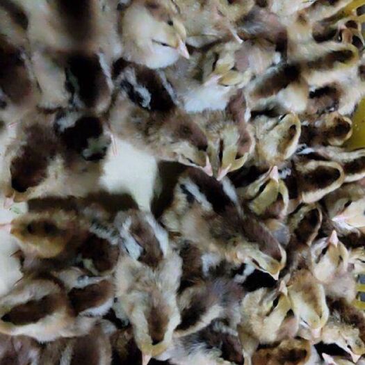 南宁青脚麻鸡苗 统货