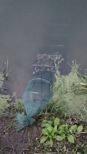 盱眙县 虾苗