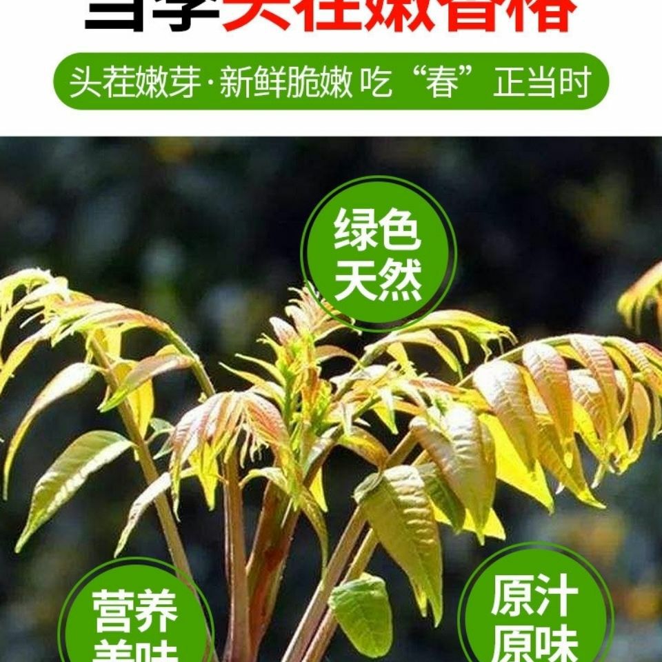  新鲜香椿芽新鲜头茬红油香春芽香椿头叶当季应季野菜现摘新鲜蔬菜