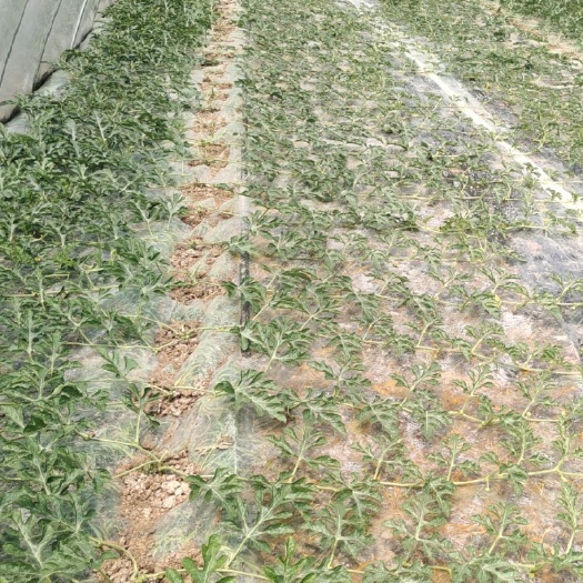 德阳口口脆西瓜 2斤打底 8成熟 2茬以上