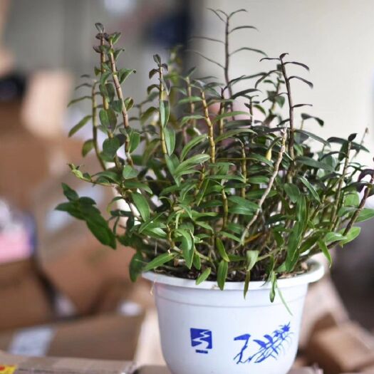 合肥铁皮石斛盆栽 铁皮石斛盆景