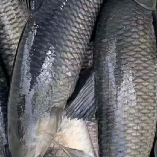 宜良县 青鱼