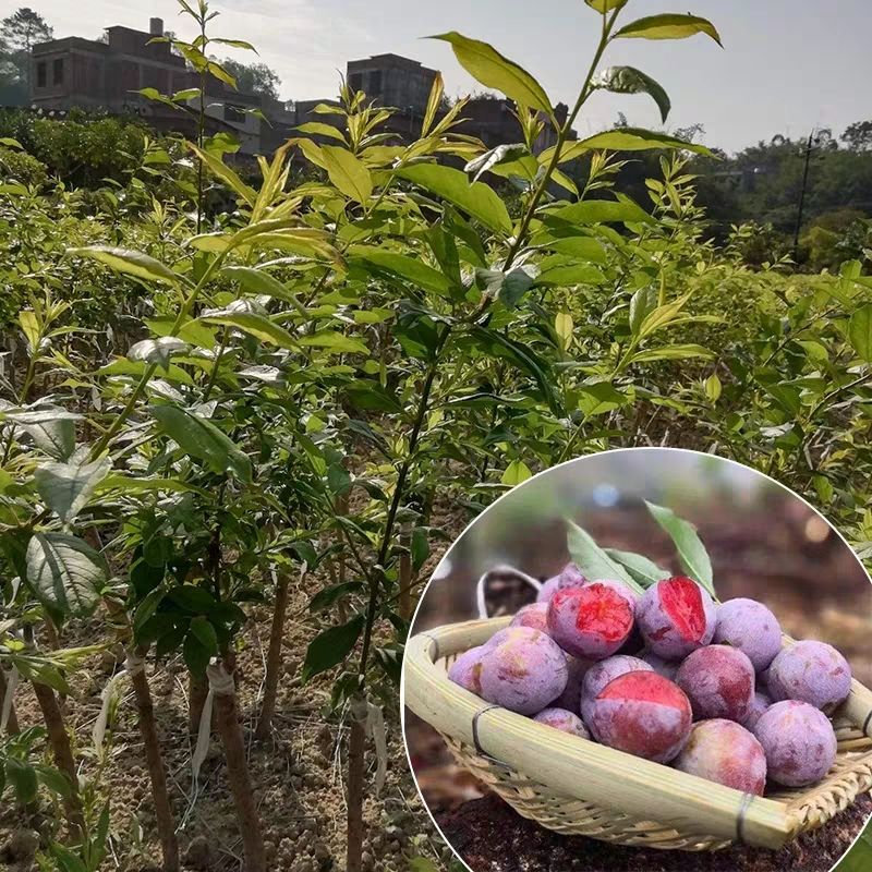 红心李子苗  李子树苗 红心三华李子苗嫁接果树苗 南北方种植盆栽地栽当年