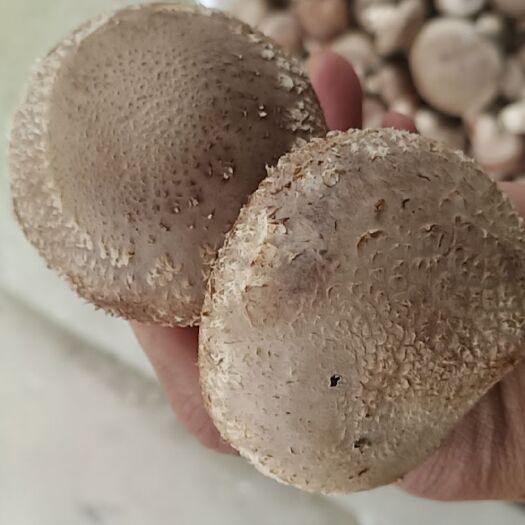 阜阳 长年出售天然香菇，散养鸡（鸡蛋），碧根果