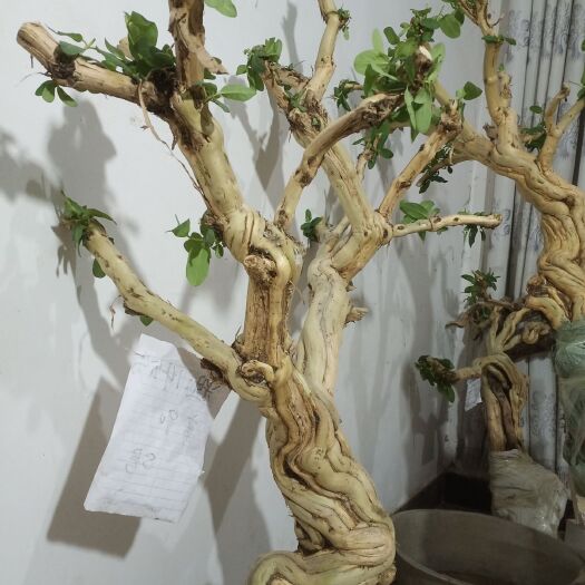 巨鹿县四季金银花苗 金银花老桩树形桩