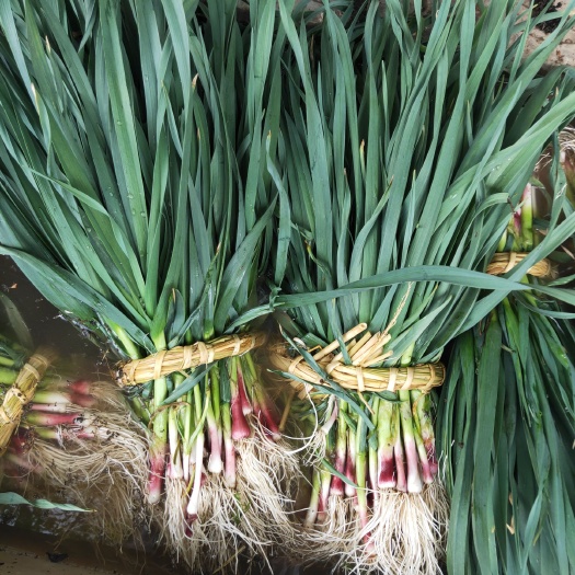 剑川县 精品红头蒜苗  正在上商