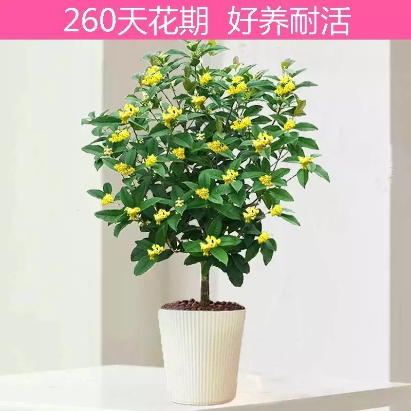 桂花樹苗盆栽四季桂沉香丹桂八月金桂濃香型庭院室內(nèi)植物盆景