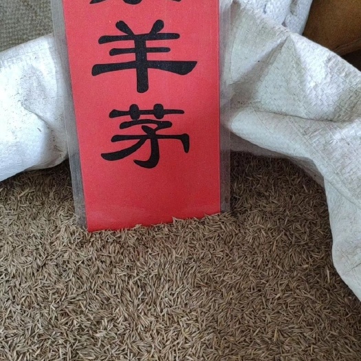 开原市 实地种业 黑麦草种子 白三叶 高羊茅 百日草 草坪种子批发