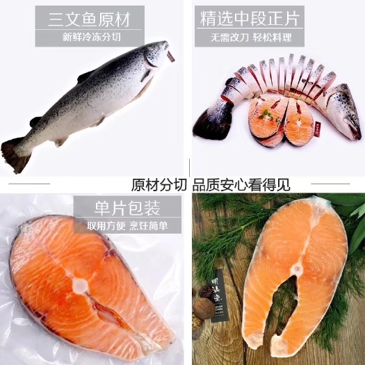 广州太平洋三文鱼 人工饲养