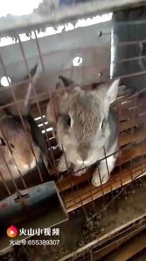 郓城县 肉兔出肉率高繁殖率强