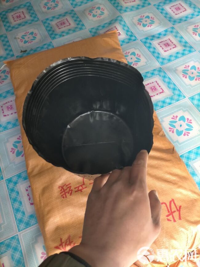 水培容器 荷花盆30X28