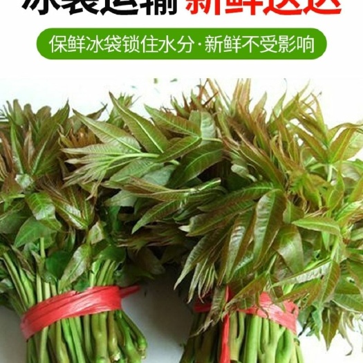南京 新鲜香椿芽新鲜头茬红油香春芽香椿头叶当季应季野菜现摘新鲜蔬菜