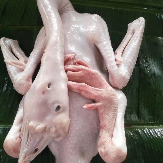 汕头白条鹅  狮头鹅肉