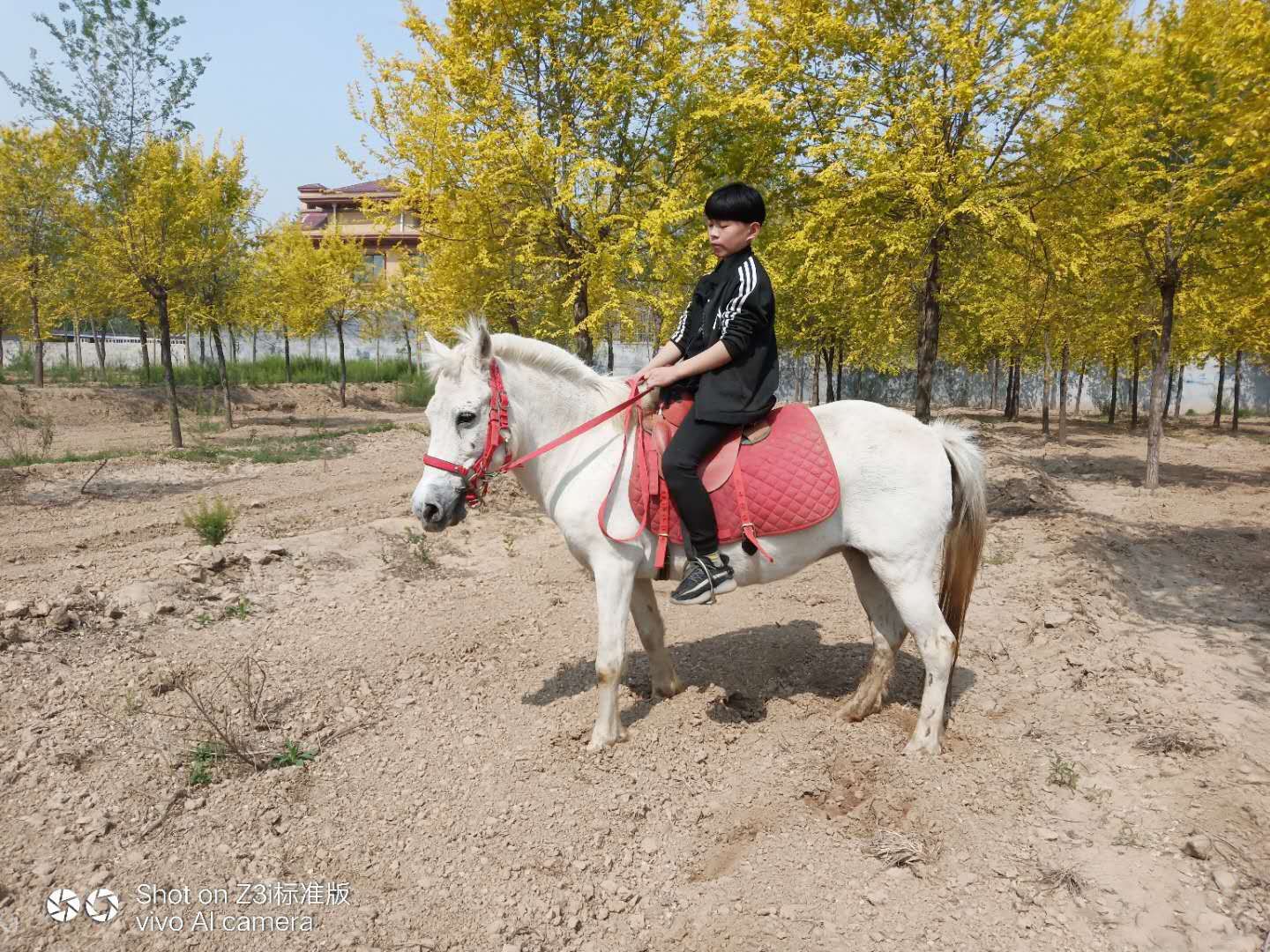  小白龙马