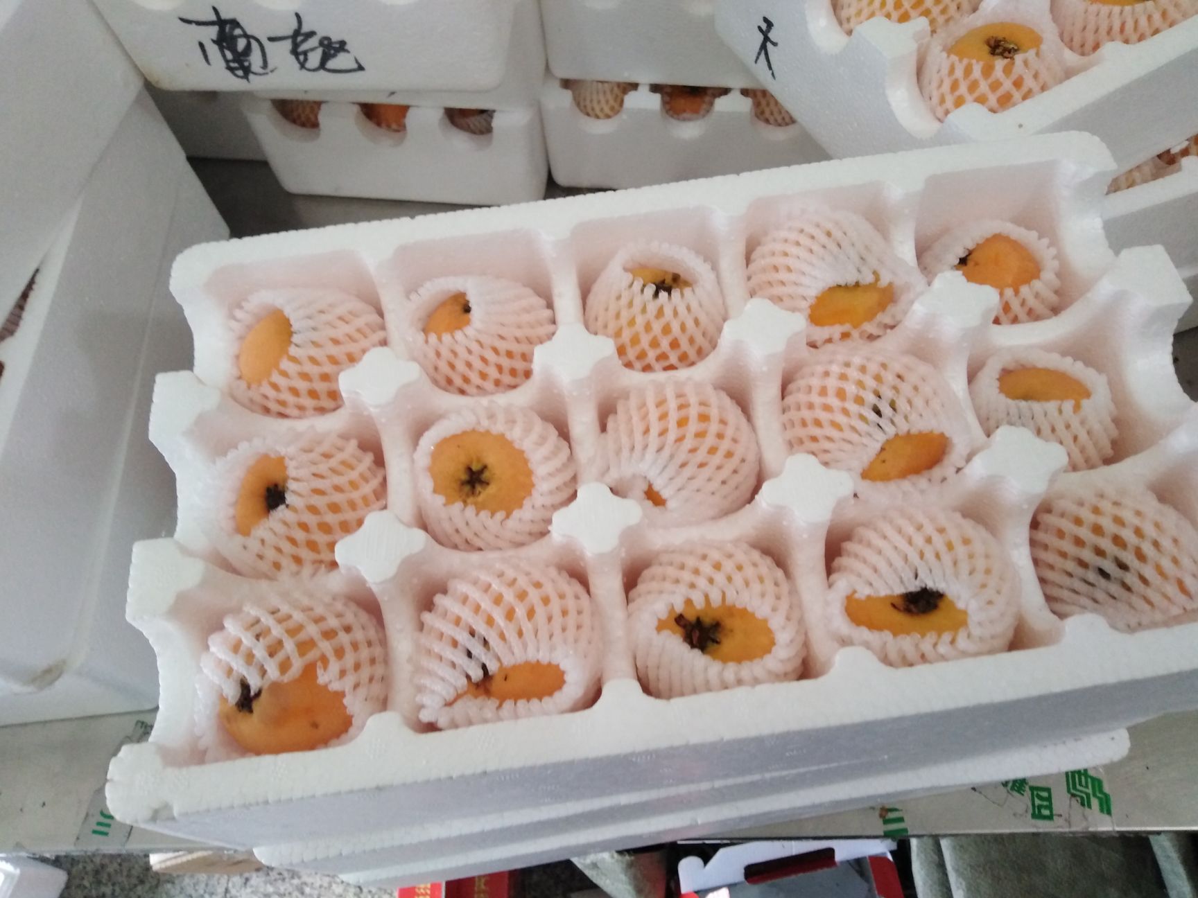 大五星枇杷  石棉枇杷