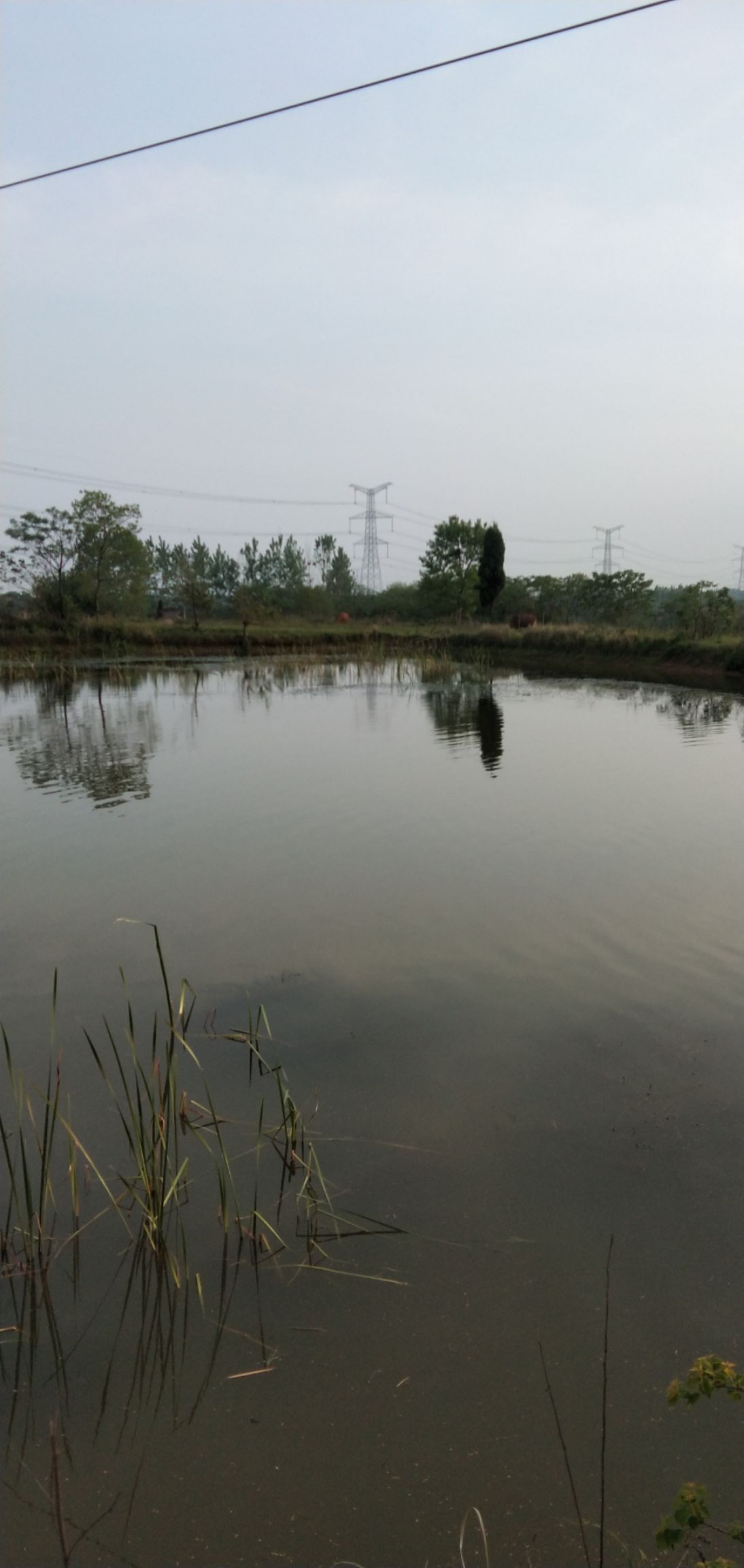 武汉河流 武汉新洲区40亩鱼塘+50亩荒坡地出租或合作