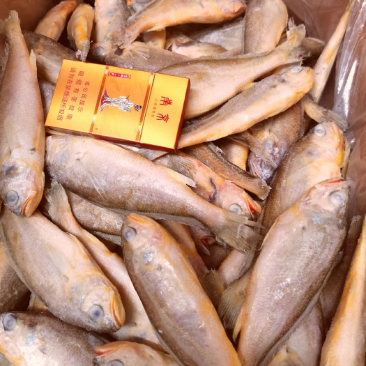 日照黄花鱼小黄鱼海捕小黄花鱼烧烤餐饮