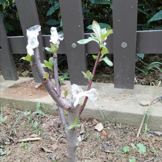 莱阳市俄罗斯8号樱桃苗 车厘子树苗樱桃树苗盆栽矮化果树苗木耐寒南北方果苗