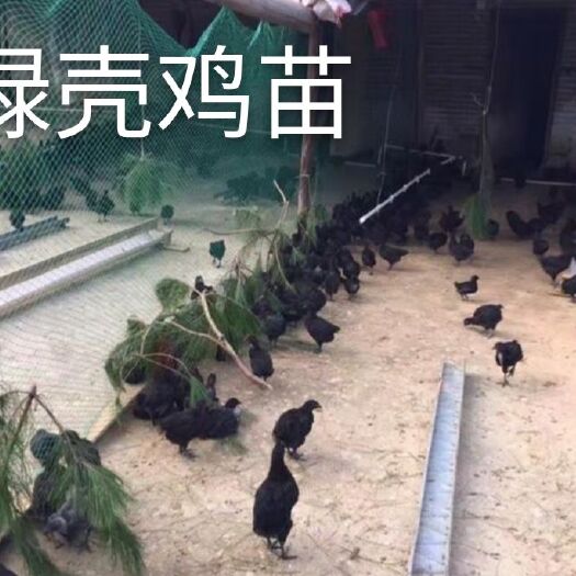 南宁绿壳鸡苗 统货