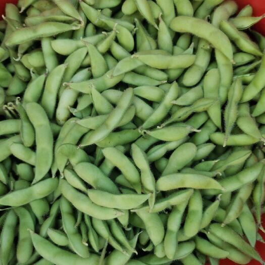 博白县毛豆荚   毛豆，绿宝石，翠绿宝毛豆，大户型，提供回头冷藏车