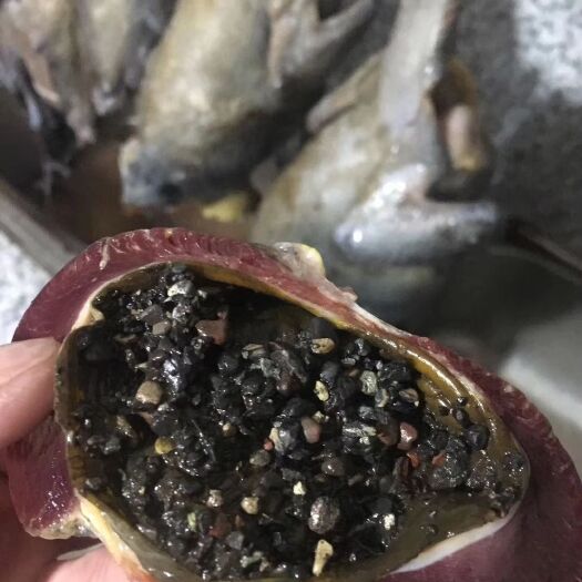 炎陵县土鸡 真正无限制生态放养200天以，饮山泉水，食五谷杂粮菜昆虫。