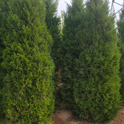 绛县蜀柏 苗圃出售蜀桧各种规格高度30--3米都有