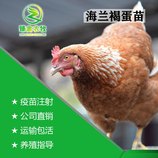 南宁 海兰褐，海兰灰蛋鸡苗，工厂直销，出壳包打疫苗，