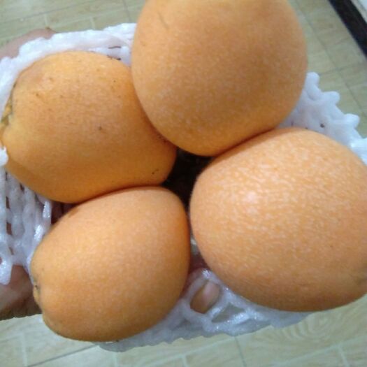 眉山 枇杷，早中6号
