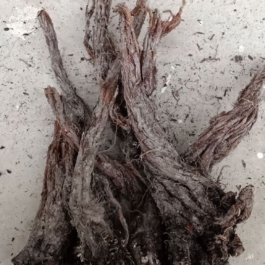 漳县甘肃紫花丹参   非种植丹参