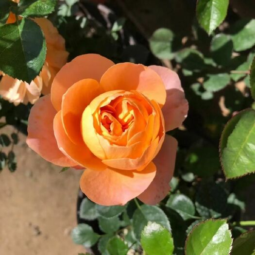 沭阳县 带花发货大花月季香水月季嫁接欧月多头多花色