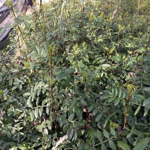 保山 九叶青花椒苗（一年半）
