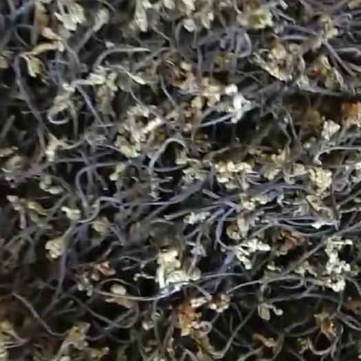 优质蕨菜 蕨菜干 出口A级 纯 天然野 生蕨菜干  无老