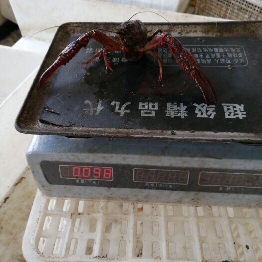 仙桃市清水小龙虾 洪湖优质水产，9线以上炮红两虾，肉质饱满。