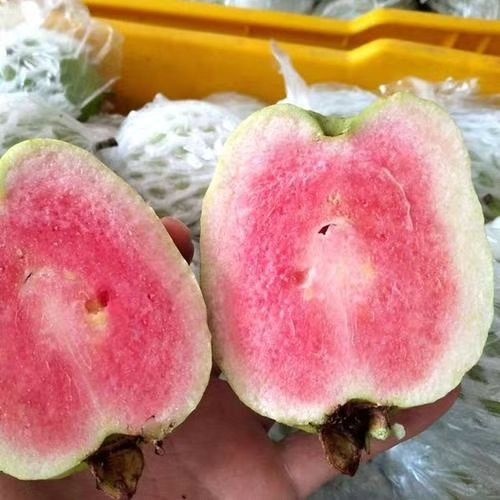 红宝石少籽芭乐苗  四季开花结果，可带原土发货