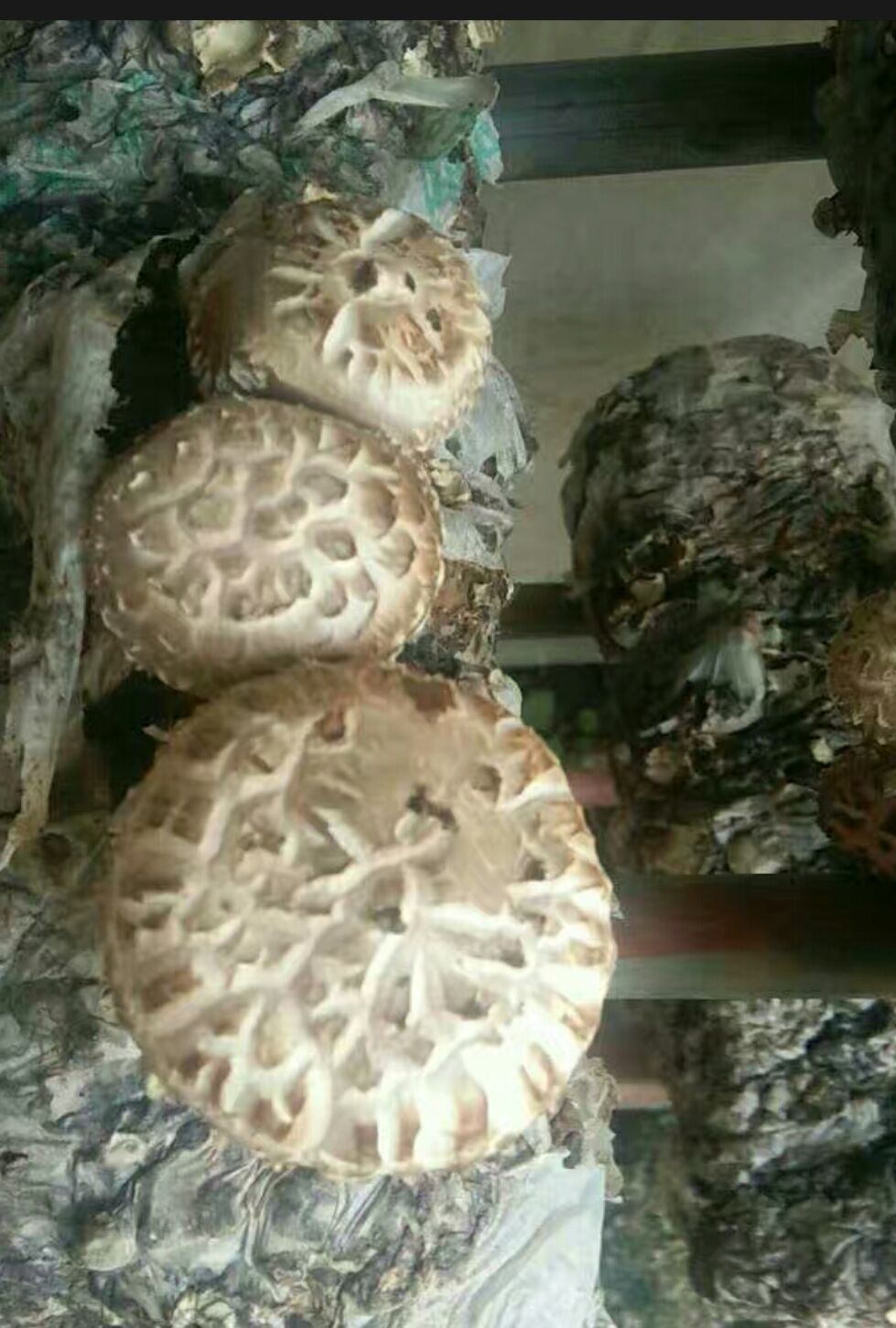 花菇  河南内乡春栽袋料3斤包邮新鲜采摘，