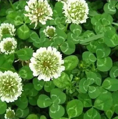 宿迁三叶草种子白三叶红三叶种籽草坪绿化草子种草籽果园草种四季