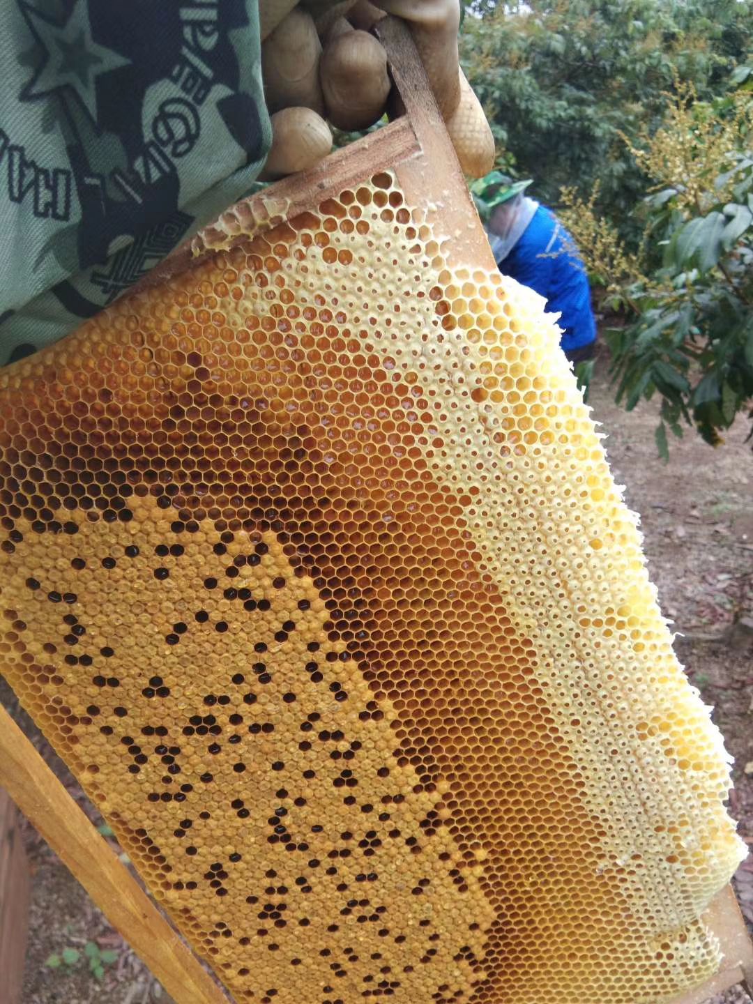  农家自养蜂蜜 天然百花蜜 中蜂荔枝蜜