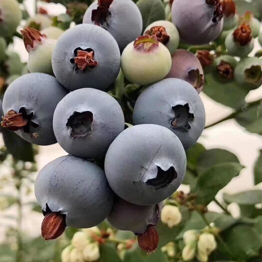 平邑县 蓝莓苗蓝丰蓝莓苗现挖现售品种纯正
