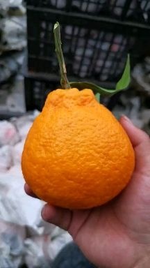 丹棱县 不知火丑橘