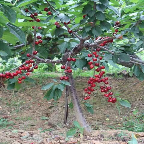 苍溪县红灯樱桃苗  车厘子嫁接苗红灯樱桃嫁接苗樱桃嫁接苗基地直发保湿发货