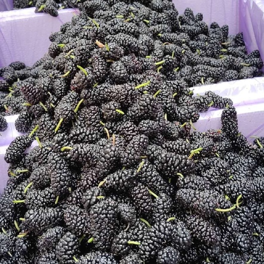 中江县德昌桑葚 3 - 4cm