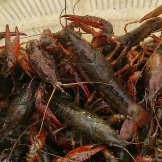霍邱县青红虾 统货4以上