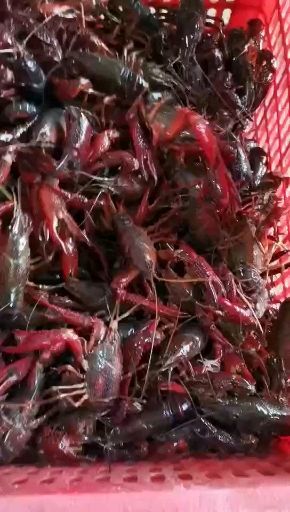 洪湖市荆楚优品湖味鲜鲜活小龙虾洪湖小龙虾底板干净