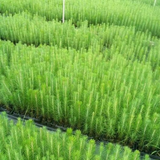 灵山县湿地松树苗 专业培育果苗质量价格从优，以最实惠的价格买最好的苗。