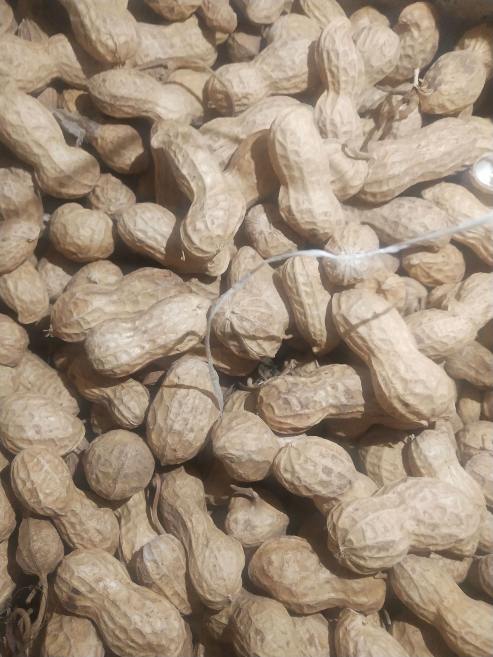 鲁花八号地塻覆盖水浇地春茌产地直供