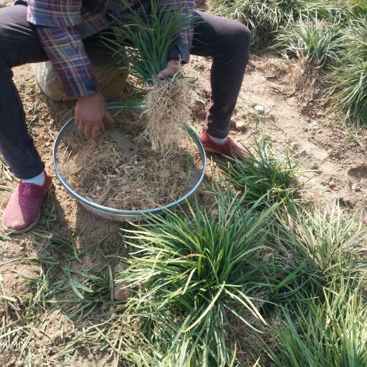 永城市麦冬草