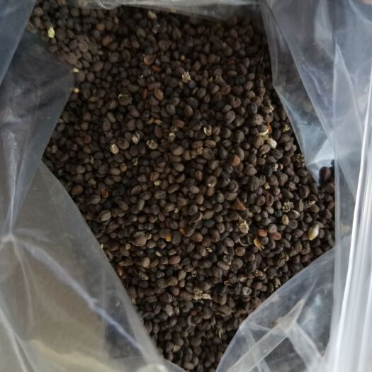 固阳县黄芩种子 量大从优，