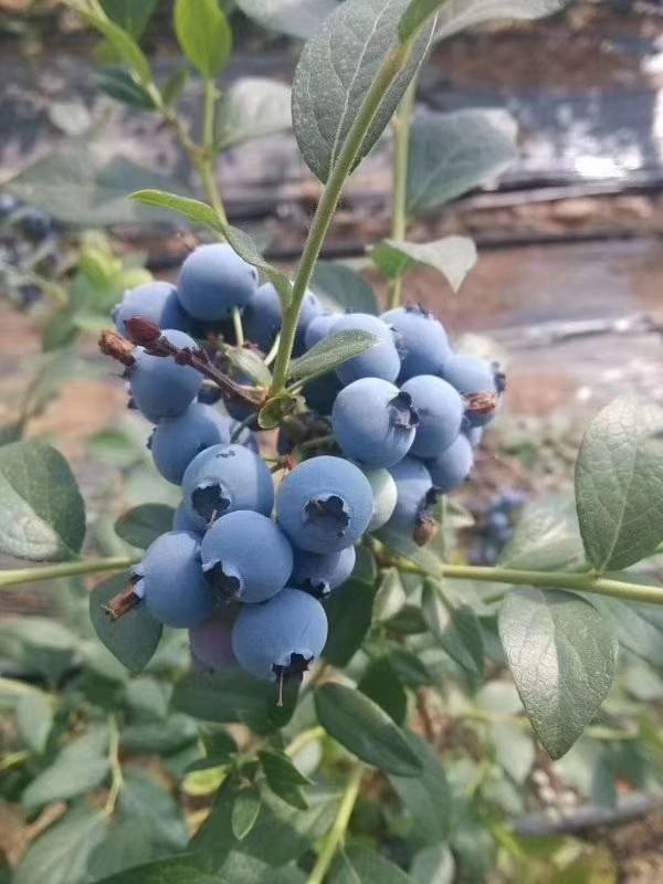 兔眼蓝莓  【头茬蓝莓】细腻的果肉 甜脆饱满 清香爽滑